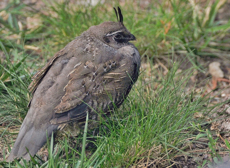 California quail